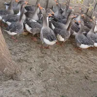 بت (غاز)|حیوانات مزرعه|زابل, |دیوار