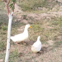 یک جفت اردک|حیوانات مزرعه|مرند, |دیوار