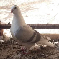 کبوتر دوکت نوک قناری