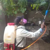 باغبانی سمپاشی گل کاری هرس تعویض خاک و گلدان