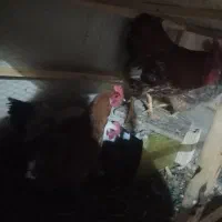 یک خروس و سه تا مرغ