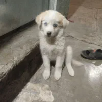 یک سگ هاسکی توله ماده