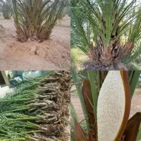 خرید و فروش انواع پاجوش های نخل