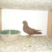 کبوتر سرخ انگلیسی|پرنده|رشت, کوی حسینی|دیوار