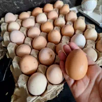 تخم مرغ خانگی