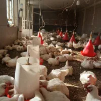 مرغ ارگانیک بدون هیچ داروی صنعتی