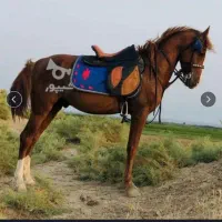 اسب|اسب و تجهیزات اسبسواری|ویلکیج, |دیوار