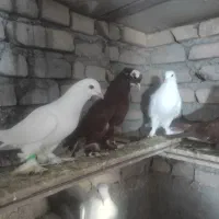 کبوتر|پرنده|تبریز, |دیوار