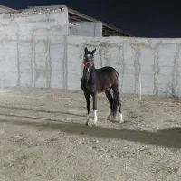 اسب نریان عرب خالص ایرانی
