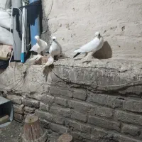 یه جفت کبوتر قره گویروخ تل