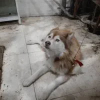 سگ هاسکی|سگ|گرمی, |دیوار