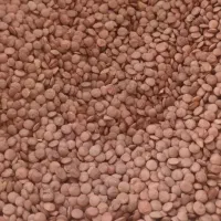 عدس کیلویی ۱۲۵  عمده