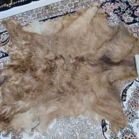 پوست بز نو|صنایع دستی و سایر لوازم تزئینی|کرمانشاه, |دیوار