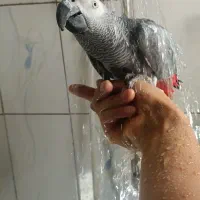 کاسکو نر کینگ سایز