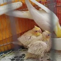 جوجه عروس لوتینوچشم شرابی زعفرونی تازه دونخور|پرنده|قم, باغ شریفی|دیوار