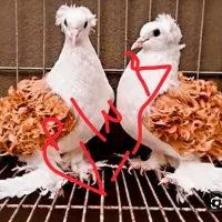 واگذاری کبوتر کفتر