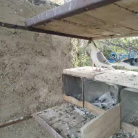 کبوتر ماده دمگیر|پرنده|سمیرم, |دیوار