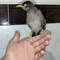 مینا|پرنده|یزد, |دیوار
