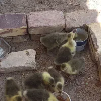 جوجه بط یک ماهه