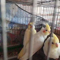 طوطی عروس سه ماه دست آموز