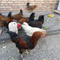 بعچع ها ۸ماهه ۶عدد مرغ ها ۸عدد