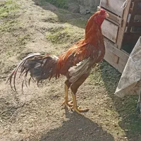 خروس لاری اصیل