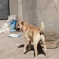 سگ نگهبان|سگ|مشهد, رسالت|دیوار