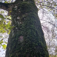 خرید درخت جنگلی توباغ پول نقد