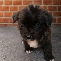 سگ توله اشپیتز|سگ|کازرون, |دیوار