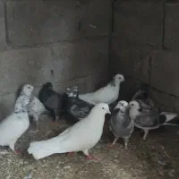 کبوتر کفتر|پرنده|نوشهر, |دیوار