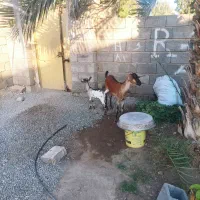 بز دورگ سومال به همراه گیسه،قیمت مقطوع|حیوانات مزرعه|میناب, |دیوار