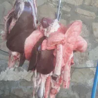 جگر تازه درجه ۱