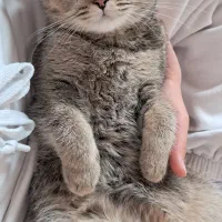 اسکاتیش فولد