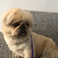 سگ پیکینیز امپریال|سگ|رودهن, |دیوار