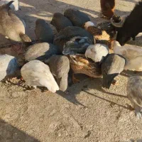 مرغ برهما|حیوانات مزرعه|دوگنبدان, |دیوار