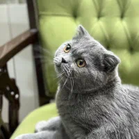 گربه نر اسکاتیش