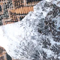 سلامفروشسنگشجر|جواهرات|بردسیر, |دیوار