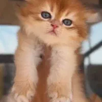 بیریتیش نژاد گربه بیریتیش گلد لانگهیر نر ماده موجو