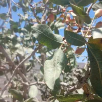 سلام کارگر پسته کنی خانوادگی