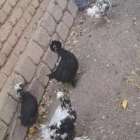 مرغ گوزلدره|حیوانات مزرعه|باغ حلی, |دیوار