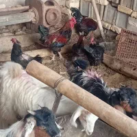 خروس ۴۰تاج|حیوانات مزرعه|رودشت (اصفهان), |دیوار