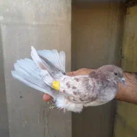 کفتر گرفتنی