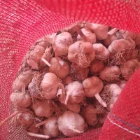 سیربزری|خدمات باغبانی و درختکاری|بهار, |دیوار