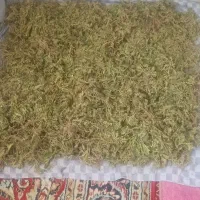 گیاه درمانی|آرایشی، بهداشتی، درمانی|تبریز, |دیوار