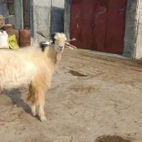 فروش پازن درجه یک