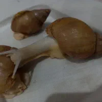 حلزون خانگی آلبینو