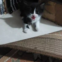 واگذاری گربه رایگان