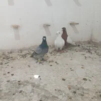 سینه سرخ  سفید  سبز