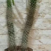 نخل ماداگاسکار ۵۰ سانت