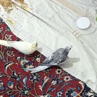 عروس هلندی
